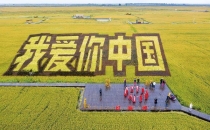 辽宁盘锦大米-东北大米的典型代表