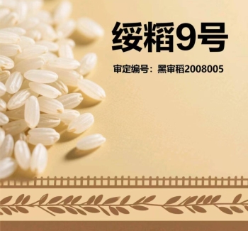 黑龙江五常大米绥粳9号介绍