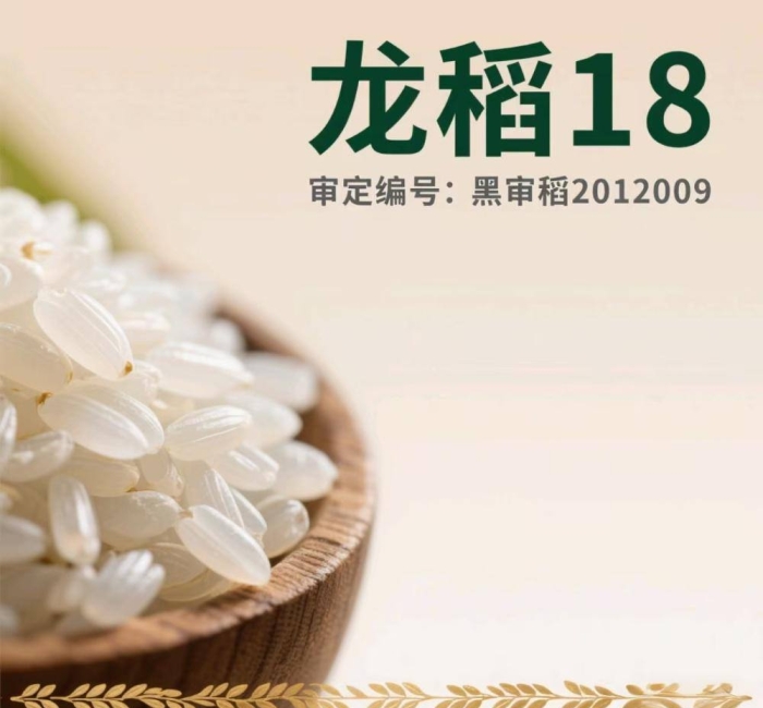 黑龙江五常大米龙稻18的介绍