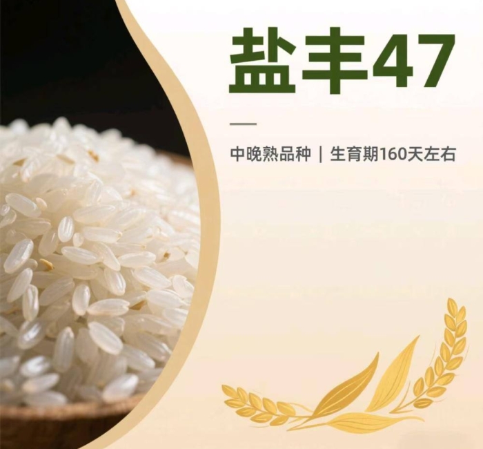 辽宁营口大米盐丰47的介绍