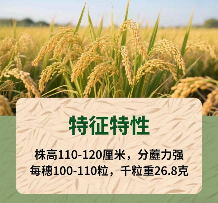 辽宁营口大米辽粳9号介绍